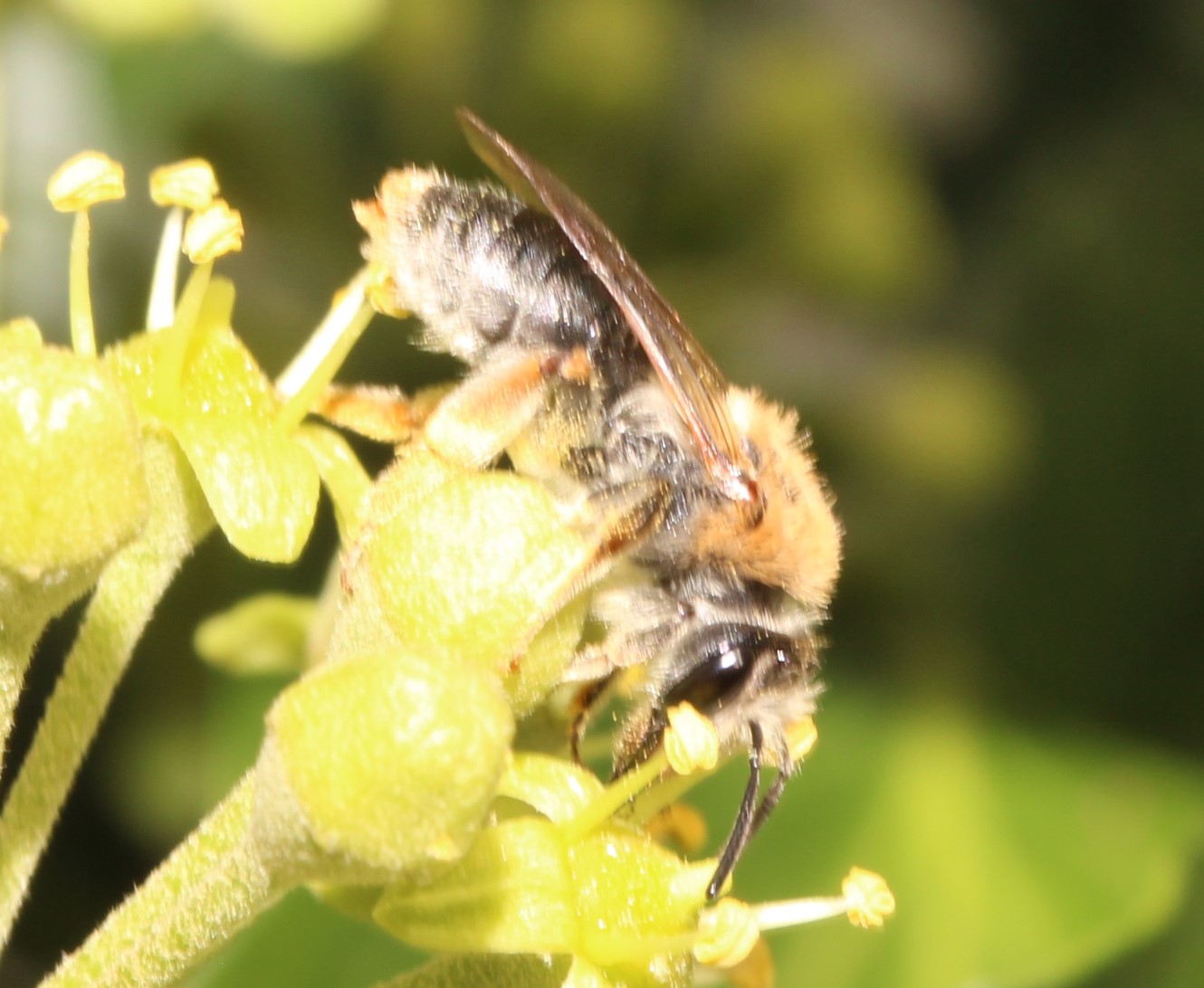 Andrena haemorrhoa-w